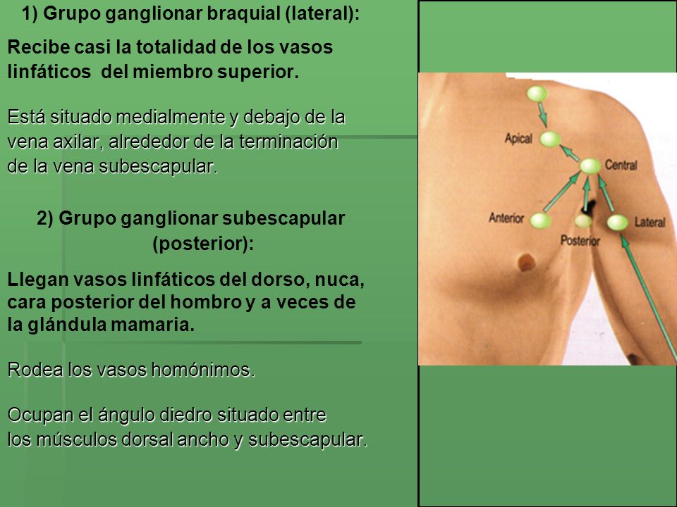 DRENAJE LINFATICO DEL MIEMBRO SUPERIOR MSc. Elena Mora Escalante ppt video online descargar